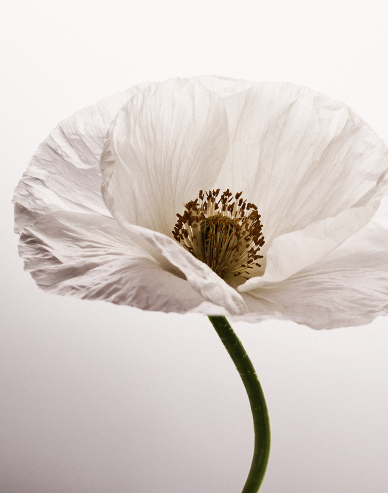 Complice -  FS_POPPY_FRAGRANCE_4.jpg